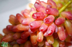 美人指葡萄多少錢一斤？美人指葡萄是轉(zhuǎn)基因嗎？