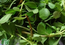 馬蜂菜怎么吃？馬蜂菜怎么做好吃