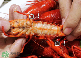 七月份還有小龍蝦嗎？七月份可以養(yǎng)小龍蝦嗎？