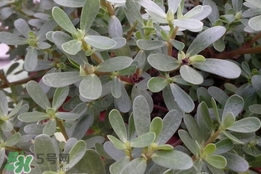 馬蜂菜孕婦可以吃嗎？孕婦能吃馬蜂菜嗎