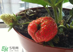 七月份有草莓嗎？7月份有草莓嗎？