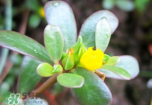 馬蜂菜治什么??？馬蜂菜的功效與作用