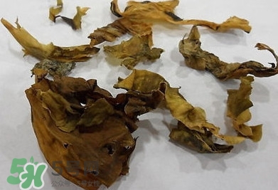 昆布是什么？昆布是海帶嗎