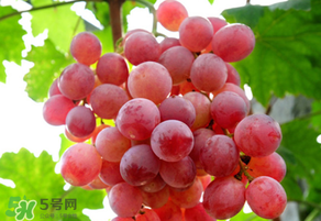 紅提變軟了還能吃嗎？紅提變軟是不是壞了？