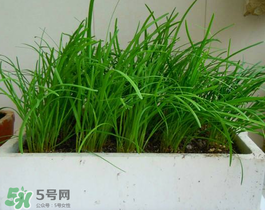 6月份能種韭菜嗎？ 6月份能種韭菜種子嗎？