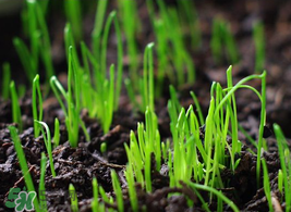 6月份能種韭菜嗎？ 6月份能種韭菜種子嗎？