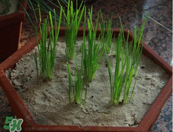 6月份能種韭菜嗎？ 6月份能種韭菜種子嗎？