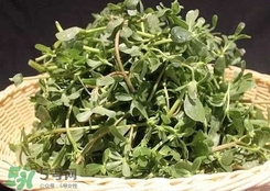 馬蜂菜孕婦可以吃嗎？孕婦能吃馬蜂菜嗎