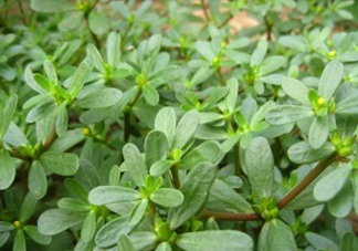 馬蜂菜治什么病？馬蜂菜的功效與作用