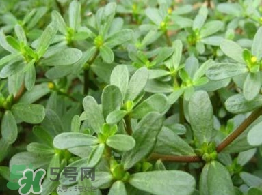 馬蜂菜跟什么相克？什么人不能吃馬蜂菜？