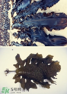 昆布是什么？昆布是海帶嗎