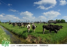 奶粉哪個(gè)國(guó)家的最好？奶粉哪個(gè)國(guó)家的奶源好？