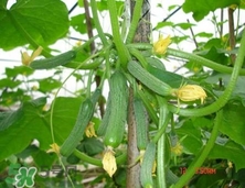 水果黃瓜常溫能放多久？水果黃瓜怎么保存？