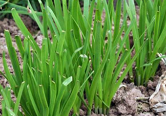 6月份能種韭菜嗎？ 6月份能種韭菜種子嗎？