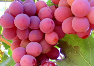 紅提什么時(shí)候成熟？紅提什么時(shí)候上市？