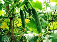 水果黃瓜多少錢一斤？水果黃瓜怎么種？