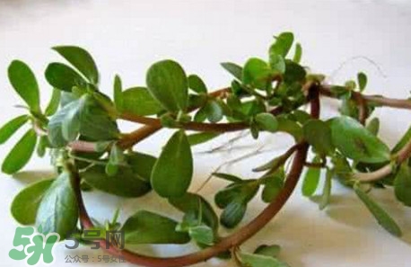 馬蜂菜跟什么相克？什么人不能吃馬蜂菜？