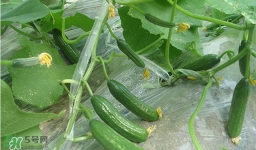 水果黃瓜多少錢一斤？水果黃瓜怎么種？
