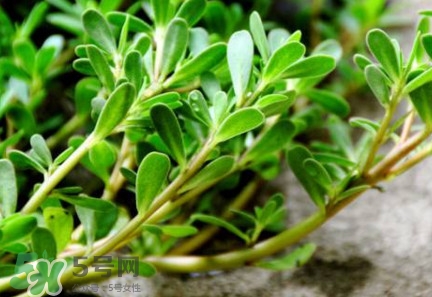 馬蜂菜有毒嗎？馬蜂菜有什么好處