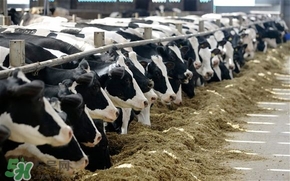 奶粉哪個(gè)國(guó)家的最好？奶粉哪個(gè)國(guó)家的奶源好？