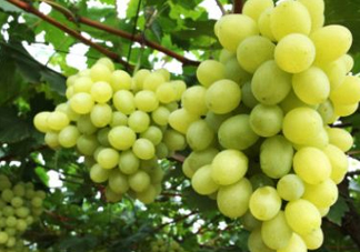 青提太酸怎么辦？青提怎么放才甜 ？