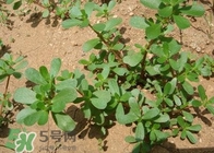 馬蜂菜治什么病？馬蜂菜的功效與作用