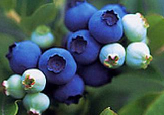 藍(lán)莓什么味道？藍(lán)莓味道是什么樣的？