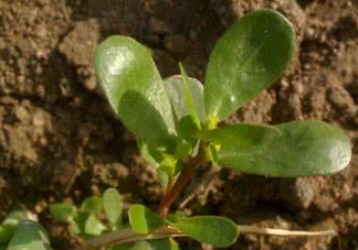 馬蜂菜跟什么相克？什么人不能吃馬蜂菜？