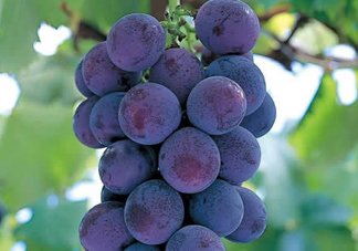 巨峰葡萄幾月份成熟？巨峰葡萄什么時候成熟？