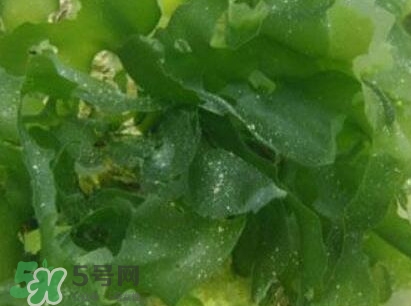 昆布是什么？昆布是海帶嗎