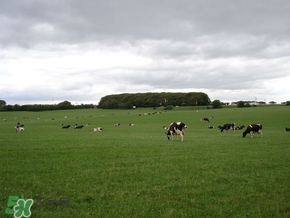 奶粉哪個(gè)國(guó)家的最好？奶粉哪個(gè)國(guó)家的奶源好？