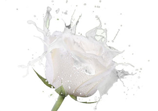 脫脂奶粉可以做酸奶嗎？做酸奶能用脫脂奶粉嗎？