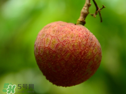 增城哪里可以摘荔枝？增城哪里有荔枝摘