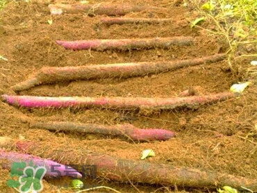 淮山藥與普通山藥有什么區(qū)別？淮山藥的功效與作用