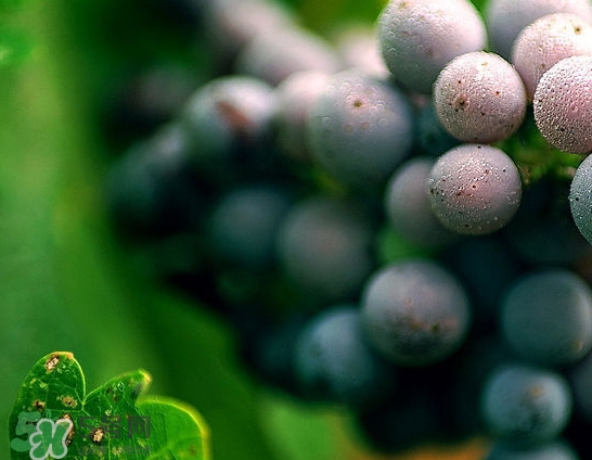 無籽葡萄是打避孕藥的嗎？無籽葡萄對人體有害嗎？