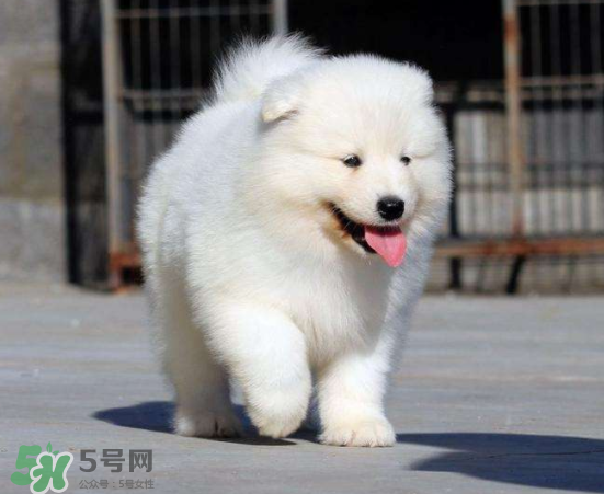 薩摩耶貪吃嗎？薩摩耶為什么貪吃？