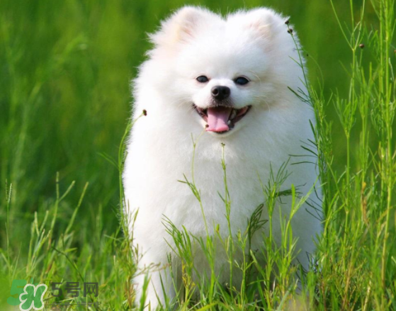 薩摩耶貪吃嗎？薩摩耶為什么貪吃？