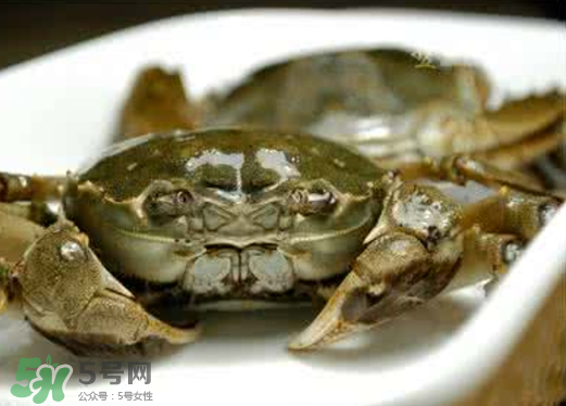 黃浦江邊為什么會出現(xiàn)大閘蟹？黃浦江岸邊驚現(xiàn)大閘蟹