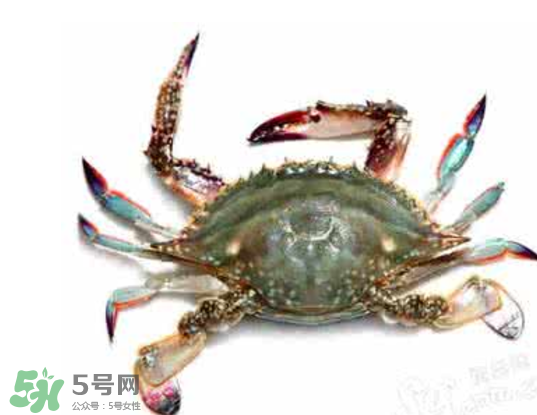 黃浦江邊為什么會出現(xiàn)大閘蟹？黃浦江岸邊驚現(xiàn)大閘蟹
