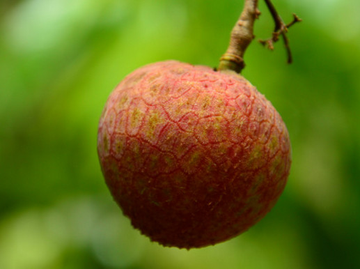 一顆掛綠荔枝樹大概產量多少？掛綠荔枝與妃子笑荔枝區(qū)別