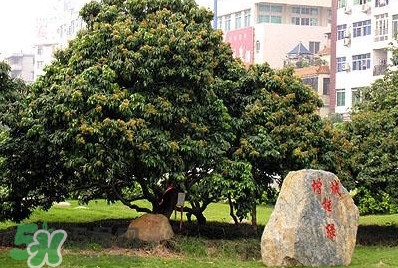 掛綠荔枝為什么這么出名？掛綠荔枝的由來(lái)和傳說(shuō)