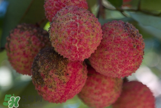 從化荔枝幾月熟？從化荔枝什么時候成熟