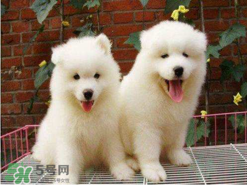 薩摩耶多少錢一只？小薩摩耶多少錢一只？