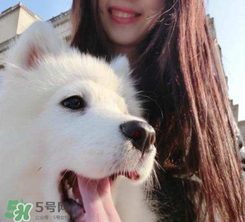 薩摩耶多少錢一只？小薩摩耶多少錢一只？