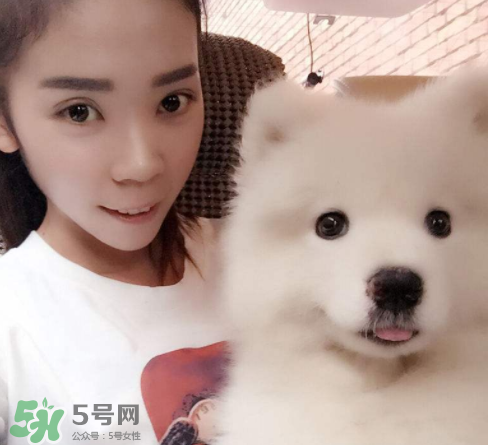 薩摩耶多少錢一只？小薩摩耶多少錢一只？