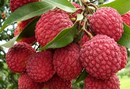 增城荔枝什么時(shí)候成熟？增城的荔枝品種有哪些？