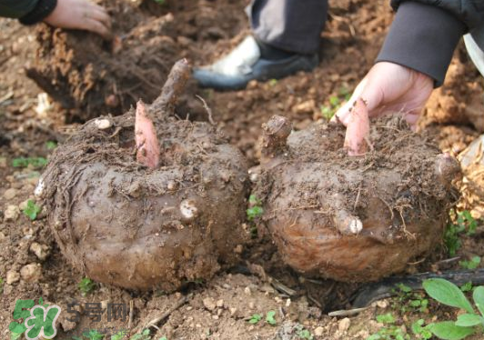 魔芋多少錢一斤 魔芋2022最新價格 魔芋多少錢一斤 魔芋2022最新價格