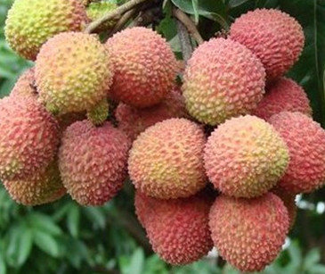 增城荔枝什么時(shí)候成熟？增城的荔枝品種有哪些？