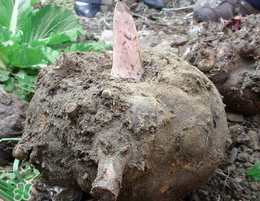 魔芋多少錢一斤 魔芋2022最新價格 魔芋多少錢一斤 魔芋2022最新價格