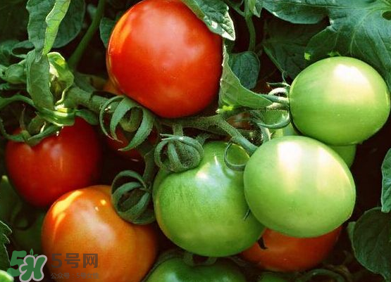 青西紅柿放紅了能吃嗎？青西紅柿放熟了能吃嗎？